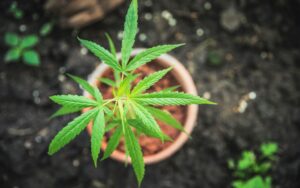 cannabis non punibilita coltivazione domestica 1 CANNABIS NON PUNIBILITA' DELLA COLTIVAZIONE DOMESTICA - Cass. SU 12348/2020